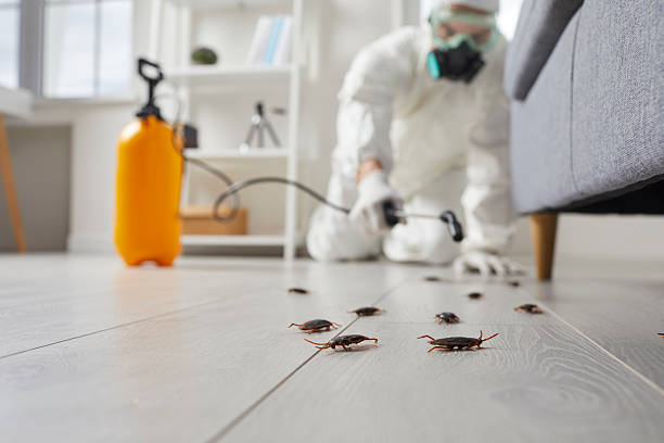 Post-Treatment Bed Bug Interceptor Monitoring in Temple Terrace